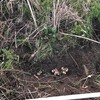 キクイモ収穫はじめ。いい感じ。砂土がいい土になった。