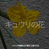 2812食目「キュウリの花」ベランダ農園2025春から夏その5