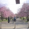 小金井公園シダレ桜（東京都武蔵野市？）