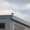 なんだか楽しそうだったカラス