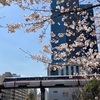 芝浦の竹芝橋で、ソメイヨシノと御衣黄桜(ギョイコウザクラ)
