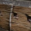 ピーターケンショウコウモリ(Peter's Epauletted Fruit Bat)など