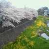 立川〜国立　桜ウォーキング