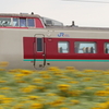 岸本のひまわり畑と381系やくも その2　山陰本線 全線踏破の旅 3日目⑥