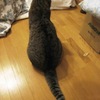 猫なんか呼んでも…