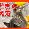 子猫に爪の研ぎ方を教えましょう。教えると、上手に爪とぎができました！Teach kittens how to sharpen their claws.