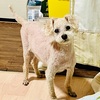 犬　トリミング