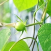 朝顔の種ができない原因は？花は咲くのに実がつかない理由と夏休みの宿題対策