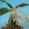 Coelogyne sparsa