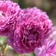 馬見丘陵公園の花たち　2025年6月中旬　その２