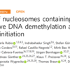 DNAの傷が転写を活性化する？
