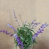 今日の玄関の花は・・アメジストセージ