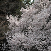 新宿御苑で大好きなモクレンの巨樹を愛でる