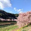 みなみの桜2023【河津桜とちょっと菜の花】