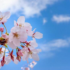 祝日でお休みなので桜を見に行ってきます(*'▽')