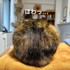 まんまる冬毛もなちゃんの背中。
