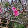 今年初の観音堂と達磨寺