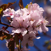 桜のプチ名所？らしい中島公園で桜を脇に自然を楽しんでしまう。