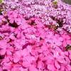 貴重な長寿桜をみることができる置賜桜回廊？