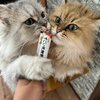 マックボンファミリーさんのご紹介だにゃ　第43弾