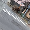 そこで鹿