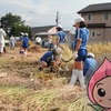 収穫の秋、醸芳小でも稲刈り 