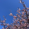 伊豆の早咲き桜はここが穴場！