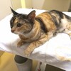 前編:猫への鍼灸治療について。しじみの場合