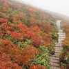 ガスが流れる中の紅葉も素敵