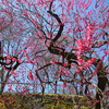 満開の梅と桜の開花～盛岡城跡公園