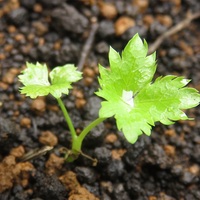 三つ葉 冬越し成功 実は三つ葉は多年草だった アタマの中は花畑 三つ葉 冬越し成功 実は三つ葉は多年草だった アタマの中は花畑