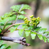 山椒の芽