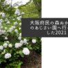 大阪府民の森ぬかた園地のあじさい園へ行ってきました2021