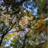 今年最後のお山さん