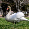 公園の路傍で食事するコブハクチョウ