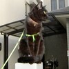 かわいいボクの守衛