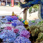 《千葉南房総市》房総の紫陽花寺、日運寺!!