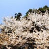 我が家の山桜が満開に🌸