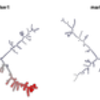 Cyto Spanning tree Progression of Density normalized Events (SPADE)