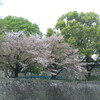 熊本城竹の丸の桜