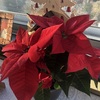 どこまで赤くなるかな？ポインセチア