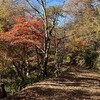 里山は落葉で敷き詰められ