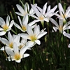 白いタマスダレの花