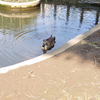 2022-0089_【20220518】昨日のカルガモさんたち…🦆🦆