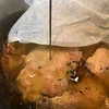 鶏モモ肉のコンフィ  完成