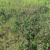 夏めくやそよぐ野の草川の風(あ）