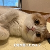 雨田甘夏、かまってです。【猫とふれあいとお楽しみ事情】