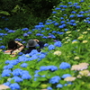 三室戸寺（紫陽花）