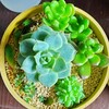 🌵多肉植物   白牡丹メインの寄植え他🌵