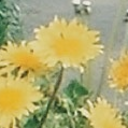 虹の木